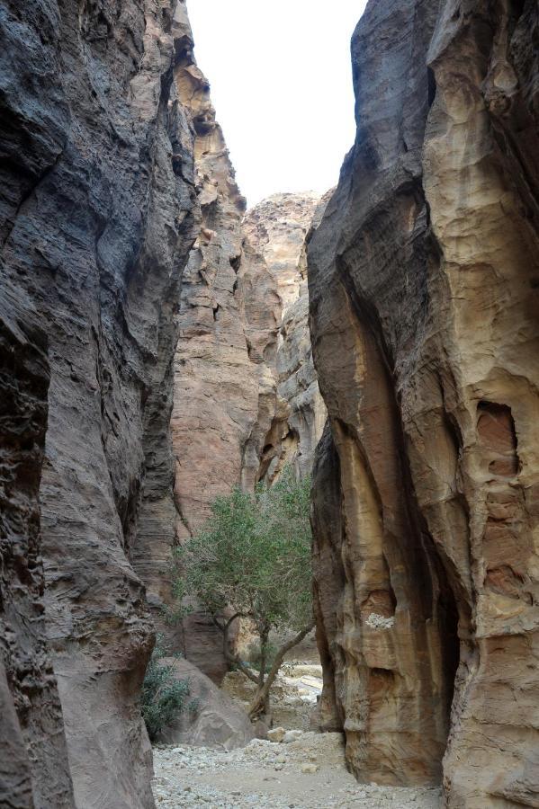 Hotel The Rock Camp Petra Wadi Musa Zewnętrze zdjęcie